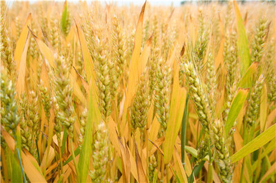 濮阳市推进优质小麦发展实施方案(2017-2018年)