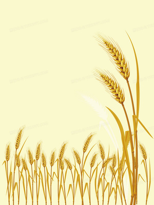 矢量小麦麦穗秋收丰收背景