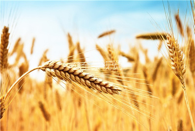 小麦_小麦免费_小麦素材_小麦背景