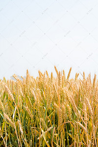 农业芒种小麦麦田生长图配图高清大图