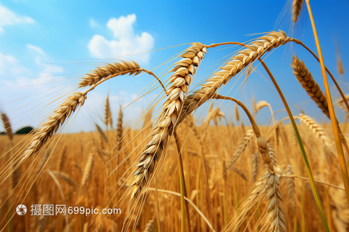 农田的小麦