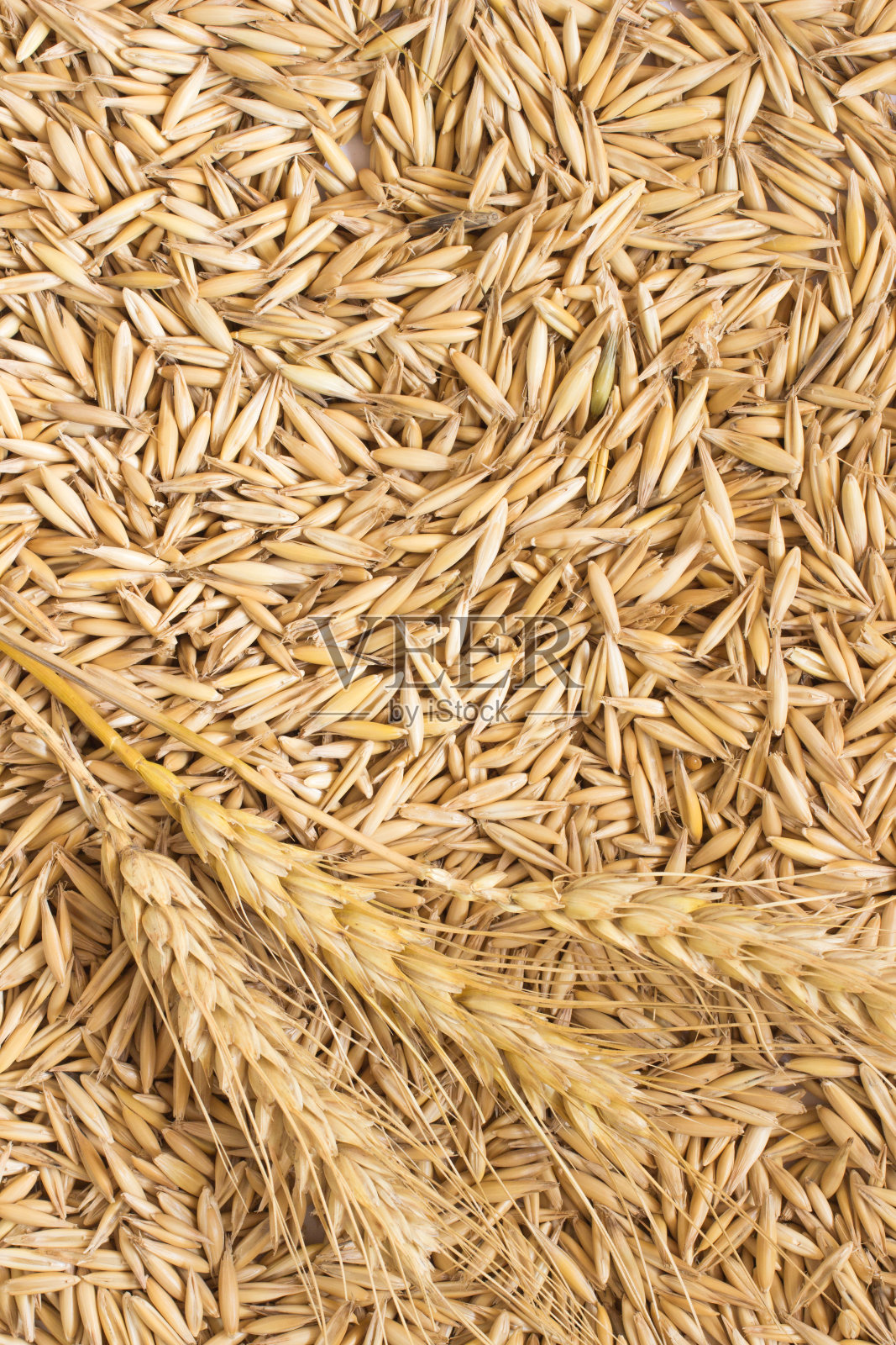 燕麦粒和小麦小穗。俯视图照片摄影